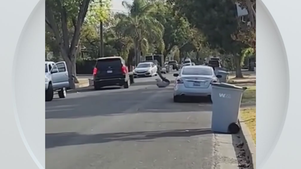 Federal immigration vehicle hits pedestrian in Woodland, police say — CBS Bay Area (KPIX), Dublin Health news