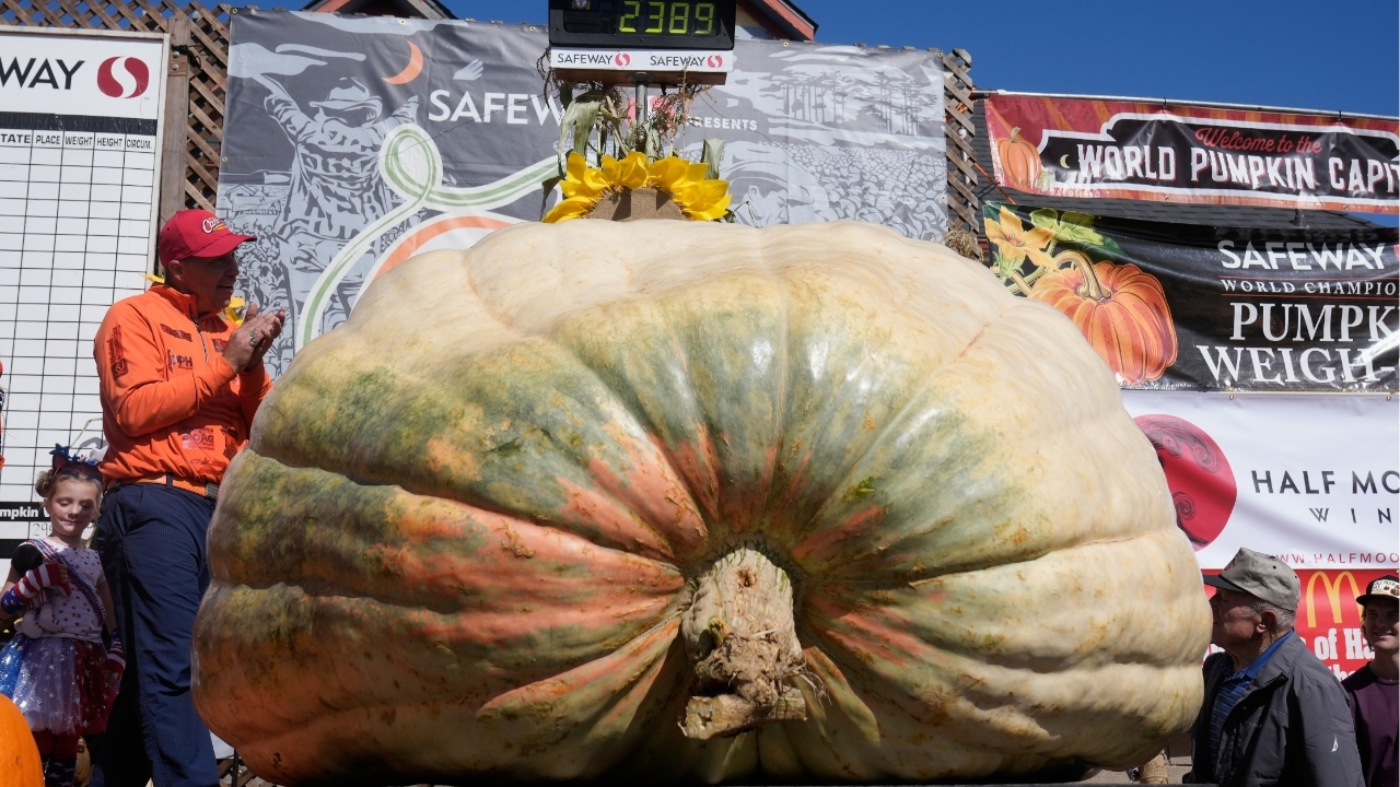 A giant pumpkin named Rocky gives a champion grower his California comeback

       — ABC 7 Bay Area, Dublin Schools news
