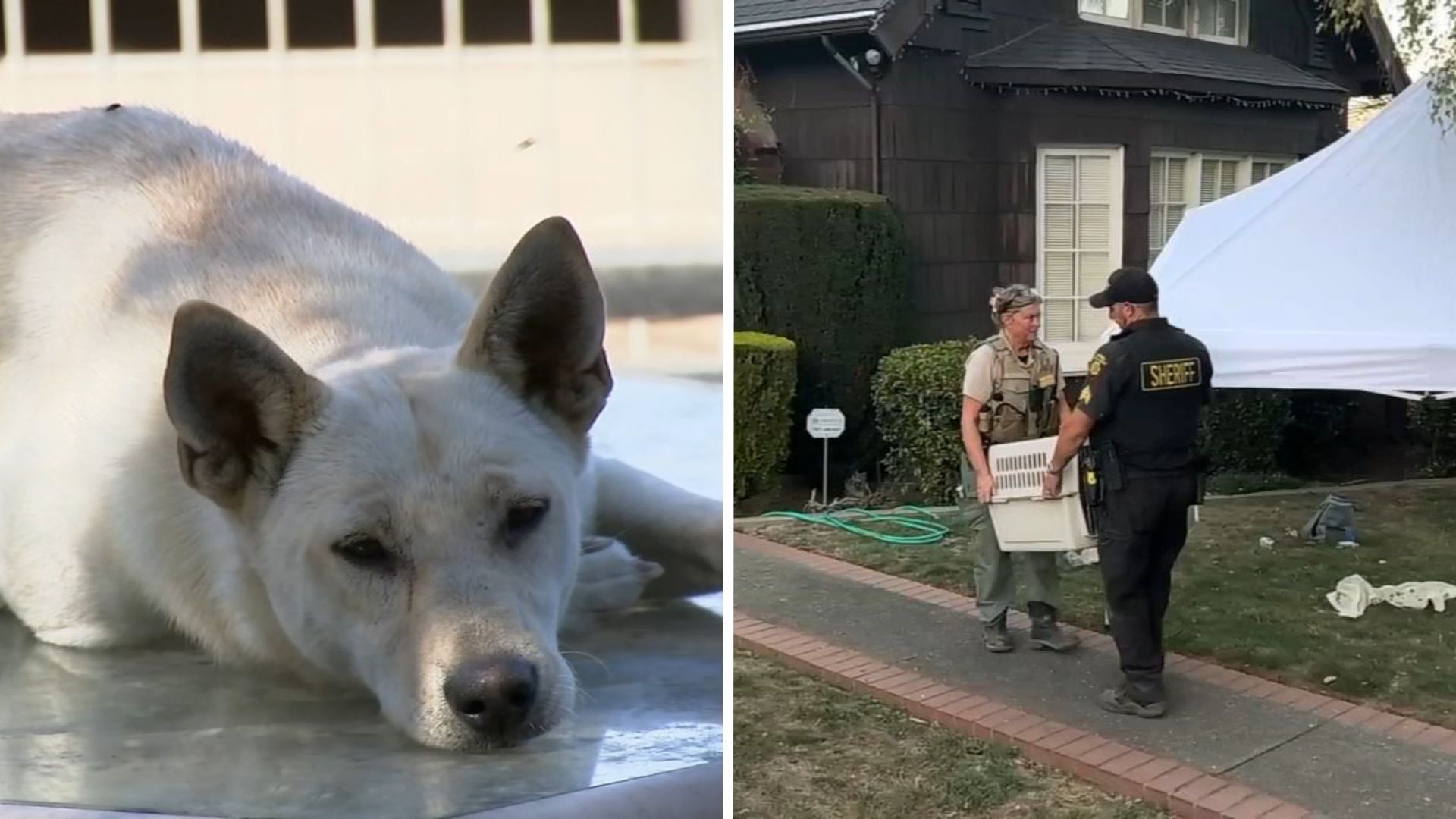 44 dogs removed from Vallejo 'hoarder' home linked to convicted breeder in animal cruelty case
       — ABC 7 Bay Area, Dublin Real Estate news