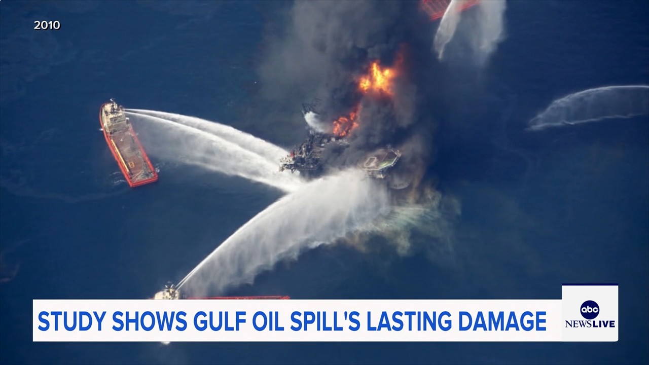 Marine life dramatically declined in Gulf of Mexico in years after BP oil spill, study finds

       — ABC 7 Bay Area, Dublin Community news