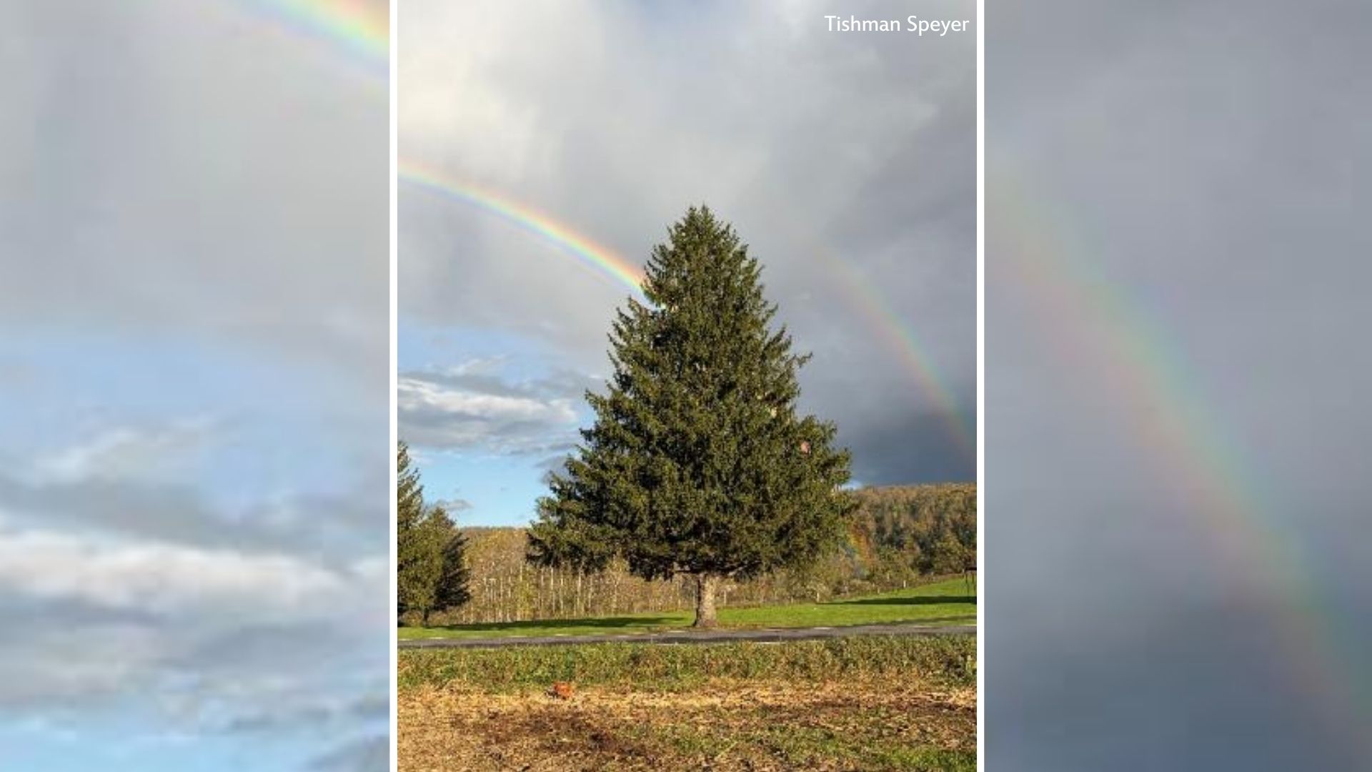 The 2026 Rockefeller Center Christmas tree has been selected
— ABC 7 Bay Area, Dublin Community news