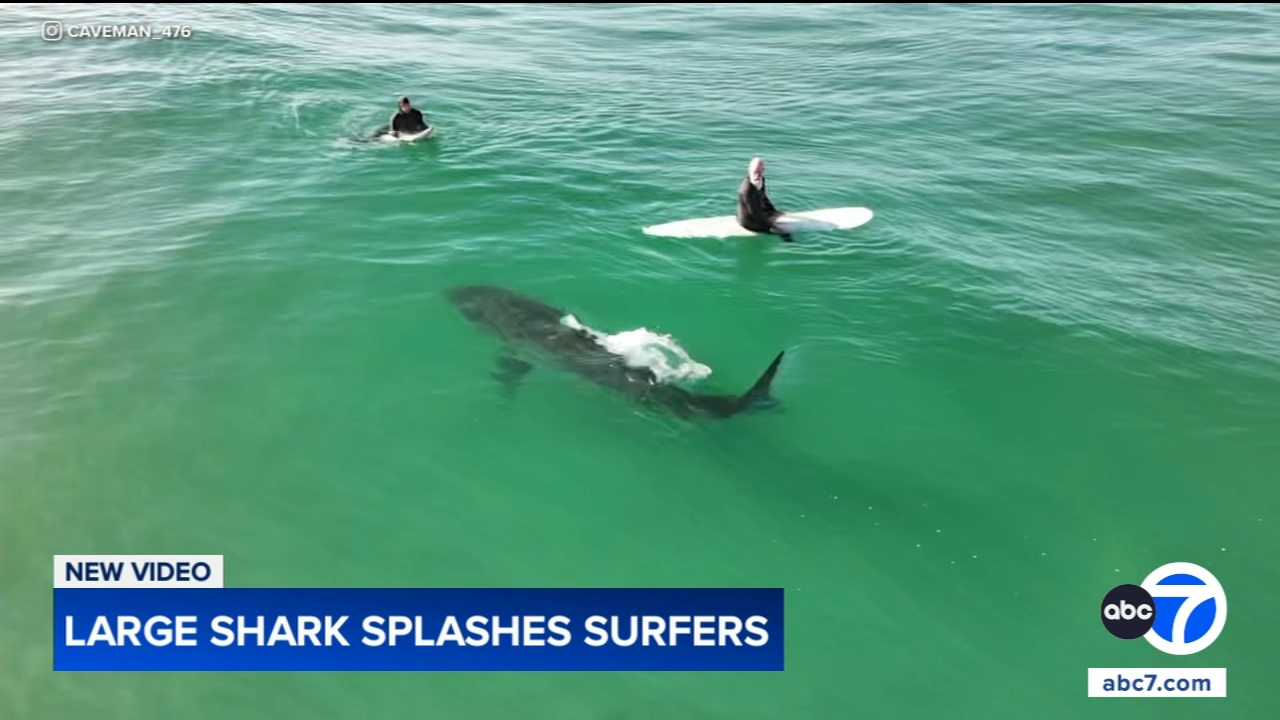 Shark swims near surfers, splashes one with its tail in close encounter off California coast, video shows
       — ABC 7 Bay Area