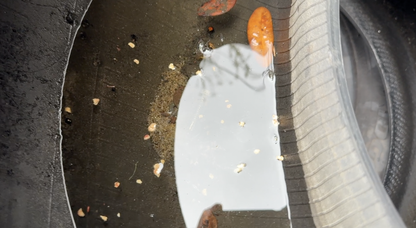 Dengue response: What Tampa Bay 28 found at a West Tampa tire shop — WFTS ABC Action News Tampa, Dublin Real Estate news
