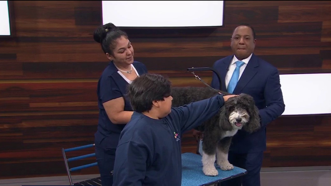 Your dog grooming questions answered — KTVU FOX 2 Bay Area, Dublin Business news