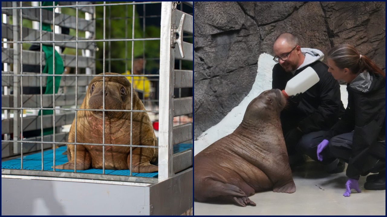 Orphaned baby walrus in Alaska flown 4,800 miles to new home in Florida — KTVU FOX 2 Bay Area, Dublin Community news