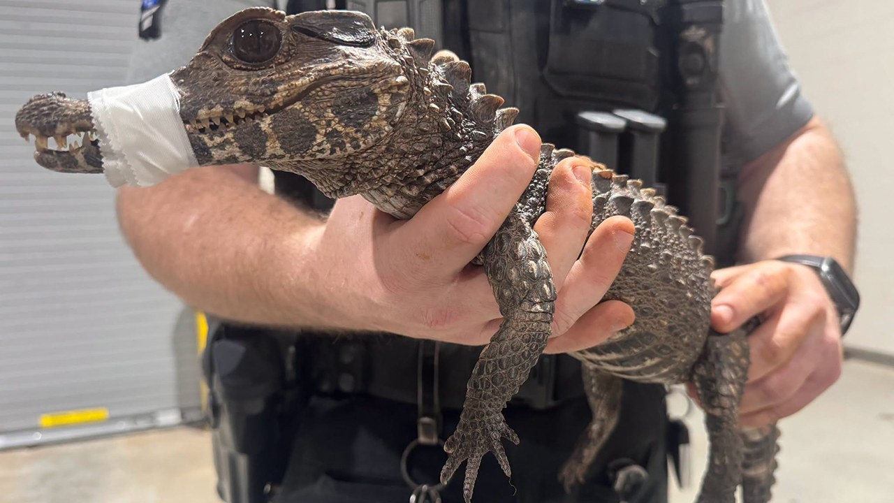Watch: Deputies in Oklahoma capture escaped caiman after months on the loose — KTVU FOX 2 Bay Area, Dublin Community news